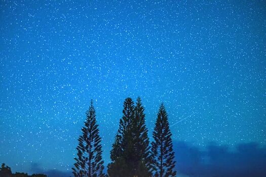 View of starry night sky above pine trees United States.