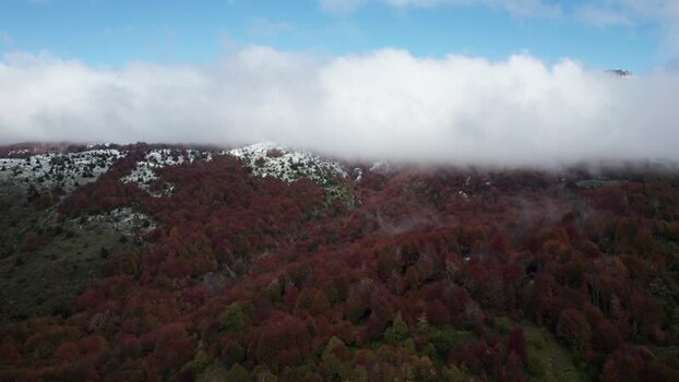 Aerial view of autumn forest in Patagonia Chile. Aerial view of autumn forest in Patagonia Chile.
