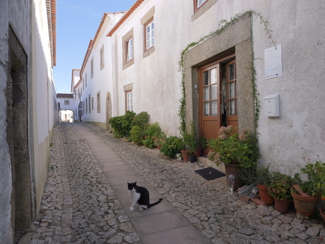 View of a narrow cobblestone street in the historic village of Marvao featuring white stone buildings potted plants and a black and white cat in Marvao Portalegre District Portugal. View of a narrow cobblestone street in the historic village of Marvao featuring white stone buildings potted plants and a black and white cat in Marvao Portalegre District Portugal.