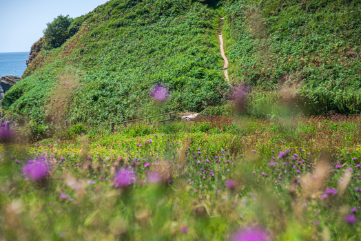 View of the coastal landscape at Lansallos beach with a winding path leading up a lush green hill covered in wildflowers under a bright summer sky in Lansallos England United Kingdom. View of the coastal landscape at Lansallos beach with a winding path leading up a lush green hill covered in wildflowers under a bright summer sky in Lansallos England United Kingdom.