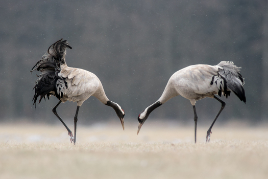 View of two common cranes standing in a field facing each other and looking down in Debrzno Pomeranian Voivodeship Poland.