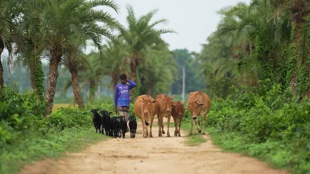 View of a young man walking with cows and goats in Bogura Bangladesh.