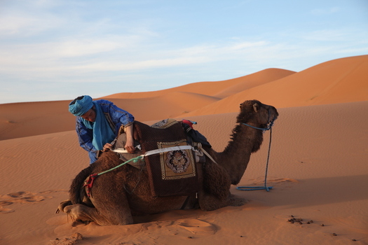 View of a person in traditional blue clothing adjusting a saddle on a resting camel in the vast orange sand dunes of the Sahara desert Morocco.