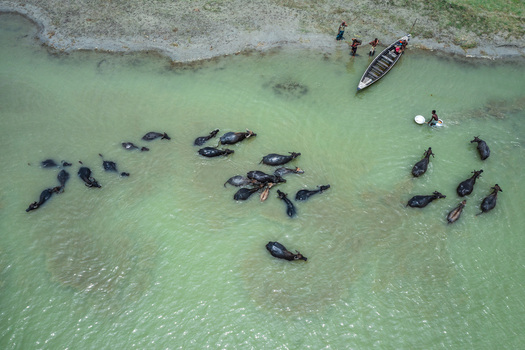 Aerial view of a herd of water buffalo swimming in a river with a small wooden boat and people on the muddy bank in Bogura Rajshahi Division Bangladesh. Aerial view of a herd of water buffalo swimming in a river with a small wooden boat and people on the muddy bank in Bogura Rajshahi Division Bangladesh.