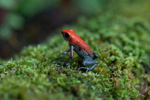 View of a vibrant strawberry poison dart frog resting on a lush mossy log in the rainforest of Puerto Jimenez Puntarenas Province Costa Rica.
