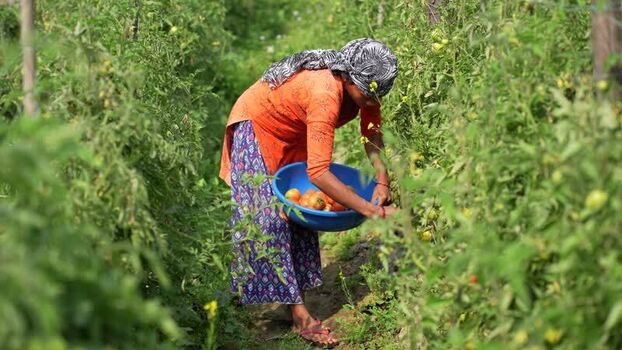 View of a woman harvesting tomatoes in a field Nepal. View of a woman harvesting tomatoes in a field Nepal.