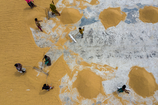 Brahmanbaria Bangladesh 15 August 2021 Aerial view of people spreading and drying harvested rice paddy on a large concrete courtyard.