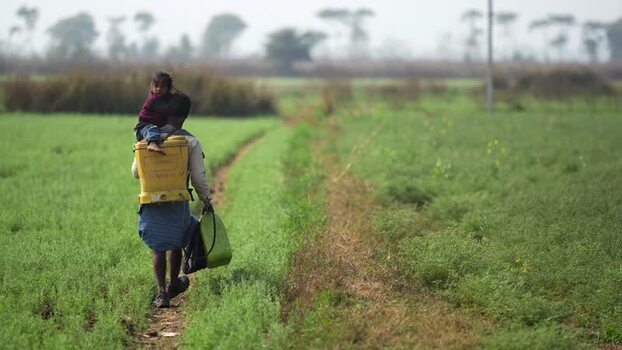 View of a man carrying a child through green fields in India.
