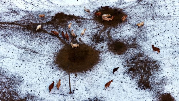 Aerial view of a herd of cows grazing on hay in a snow covered field in Latvija. Aerial view of a herd of cows grazing on hay in a snow covered field in Latvija.