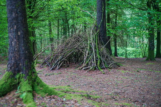 View of a makeshift shelter constructed from branches and twigs nestled among moss covered trees in a lush woodland setting in Looe Cornwall United Kingdom. View of a makeshift shelter constructed from branches and twigs nestled among moss covered trees in a lush woodland setting in Looe Cornwall United Kingdom.