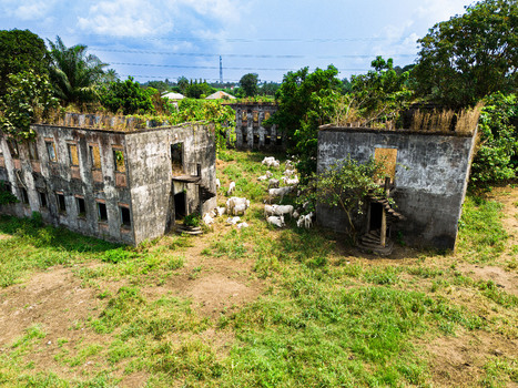 Aerial view of abandoned roofless buildings overgrown with greenery and cattle grazing in the courtyard in Ahoada I Rivers Nigeria. Aerial view of abandoned roofless buildings overgrown with greenery and cattle grazing in the courtyard in Ahoada I Rivers Nigeria.