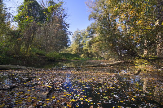 View of autumn leaves scattered across the tranquil water reflecting the blue sky and surrounding trees with vibrant fall foliage Bodiky Slovakia. View of autumn leaves scattered across the tranquil water reflecting the blue sky and surrounding trees with vibrant fall foliage Bodiky Slovakia.