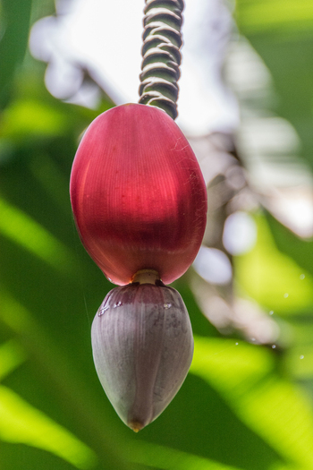 View of a vibrant red banana flower hanging from a stalk with lush green foliage in the background in Maui County Hawaii United States.