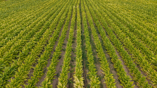 Aerial view of rows of green tobacco plants growing in a large agricultural field in Talayuela Extremadura Spain. Aerial view of rows of green tobacco plants growing in a large agricultural field in Talayuela Extremadura Spain.