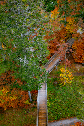 View of a wooden walkway winding through the vibrant autumn foliage of the Black Forest in Offenburg Baden Wurttemberg Germany. View of a wooden walkway winding through the vibrant autumn foliage of the Black Forest in Offenburg Baden Wurttemberg Germany.