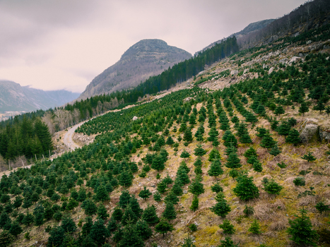 Aerial view of a Christmas tree plantation on a hillside with a winding road and mountains in the background in Rogaland Norway.