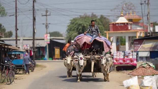 View of a man sitting on a bullock cart in Dhangadhi Nepal.