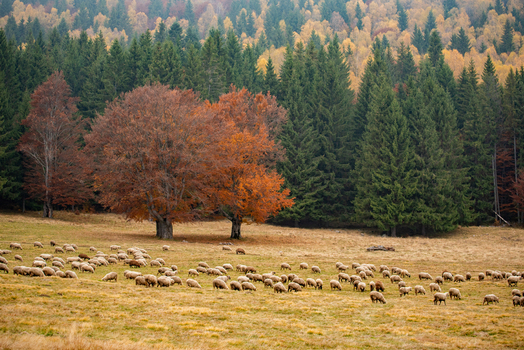 View of a flock of sheep grazing in a meadow in front of a dense forest with vibrant autumn colors in Pestera Brasov Romania. View of a flock of sheep grazing in a meadow in front of a dense forest with vibrant autumn colors in Pestera Brasov Romania.