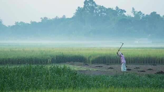 View of a farmer working in a misty field in Bogura Bangladesh. View of a farmer working in a misty field in Bogura Bangladesh.