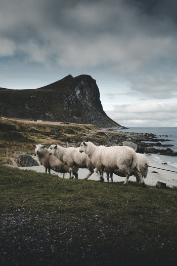 View of sheep grazing on a grassy hill above Myrland Beach with a dramatic mountain backdrop and coastal scenery in Napp Nordland Norway. View of sheep grazing on a grassy hill above Myrland Beach with a dramatic mountain backdrop and coastal scenery in Napp Nordland Norway.