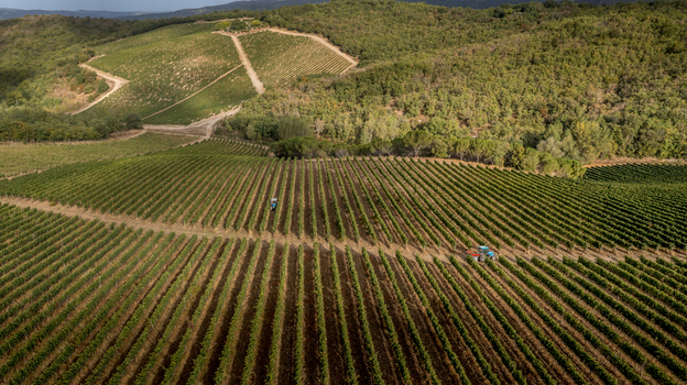 Aerial view of lush green vineyards with a tractor working between the rows of grapevines on a sunny day in the hills of Greve in Chianti Tuscany Italy. Aerial view of lush green vineyards with a tractor working between the rows of grapevines on a sunny day in the hills of Greve in Chianti Tuscany Italy.