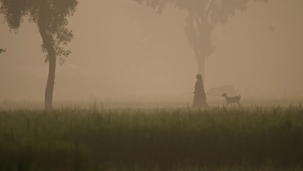 View of a woman walking with a goat in a misty field Bangladesh. View of a woman walking with a goat in a misty field Bangladesh.