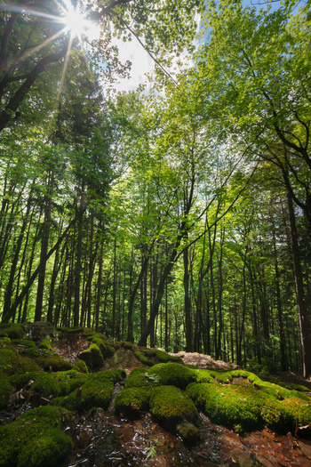 View of Pancierovske travertines with moss covered rocks and sunlight filtering through the lush green forest canopy in Banska Bystrica Banskobystricky kraj Slovakia. View of Pancierovske travertines with moss covered rocks and sunlight filtering through the lush green forest canopy in Banska Bystrica Banskobystricky kraj Slovakia.