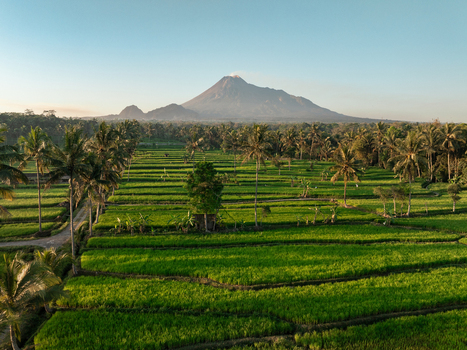 Aerial view of lush green rice terraces and palm trees with Mount Merapi in the background under a clear sky in Kecamatan Cangkringan Daerah Istimewa Yogya Indonesia. Aerial view of lush green rice terraces and palm trees with Mount Merapi in the background under a clear sky in Kecamatan Cangkringan Daerah Istimewa Yogya Indonesia.
