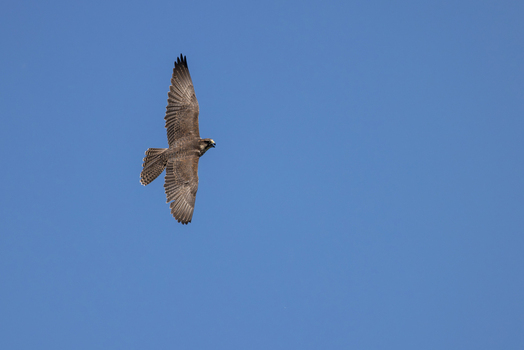 View of a peregrine falcon soaring through a clear blue sky with its wings fully extended in Selestat Grand Est France.