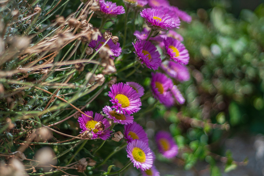 View of vibrant purple daisy like flowers with bright yellow centers blooming in a garden in Looe Cornwall United Kingdom. View of vibrant purple daisy like flowers with bright yellow centers blooming in a garden in Looe Cornwall United Kingdom.