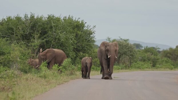 View of African elephants walking on a road in South Africa.