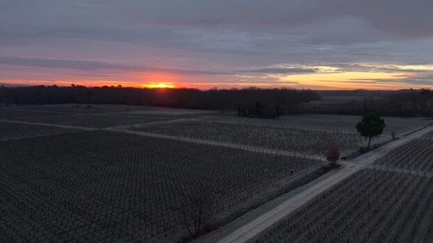 Aerial view of vineyards at sunrise France.