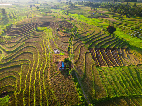 Aerial view of Kemumu terraced rice fields with a small hut amidst lush green landscape in Arma Jaya Bengkulu Indonesia. Aerial view of Kemumu terraced rice fields with a small hut amidst lush green landscape in Arma Jaya Bengkulu Indonesia.
