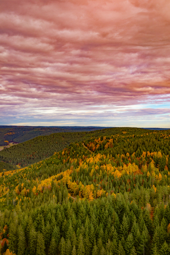 View of the Black Forest with autumn foliage on rolling hills under a dramatic sunset sky with pink clouds in Offenburg Baden Wurttemberg Germany. View of the Black Forest with autumn foliage on rolling hills under a dramatic sunset sky with pink clouds in Offenburg Baden Wurttemberg Germany.