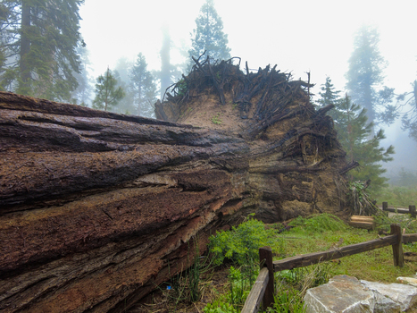 View of a massive fallen giant sequoia tree with exposed roots in a misty forest at Yosemite National Park California United States. View of a massive fallen giant sequoia tree with exposed roots in a misty forest at Yosemite National Park California United States.