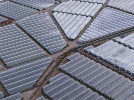 Aerial view of a vast complex of agricultural greenhouses and polytunnels arranged in geometric patterns along dirt paths in Paestum Campania Italy.