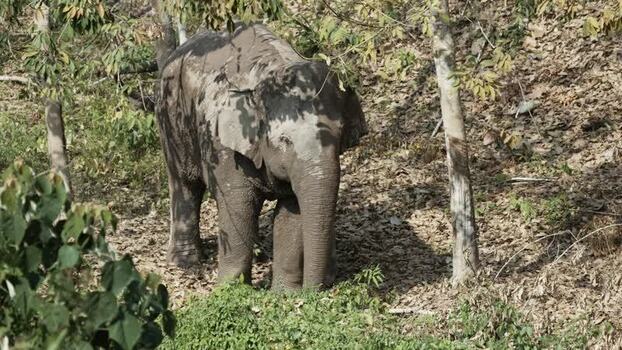 View of a muddy elephant in the forest China.