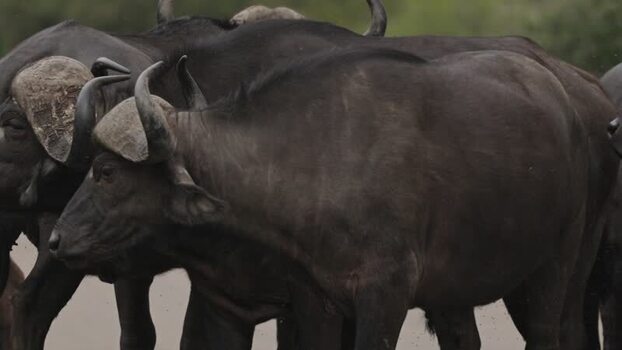 View of African buffalo herd in Kruger National Park South Africa.