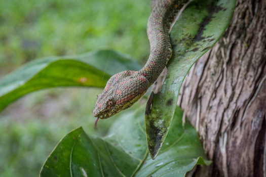 View of an eyelash viper with its characteristic scales and tongue flicking resting on a green leaf in the cloud forest of Monteverde Provincia de Puntarenas Costa Rica. View of an eyelash viper with its characteristic scales and tongue flicking resting on a green leaf in the cloud forest of Monteverde Provincia de Puntarenas Costa Rica.