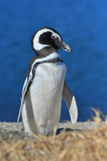 View of a Magellanic penguin standing on the coast with blue sea in the background at Puerto Piramides Puerto Madryn Chubut Argentina. View of a Magellanic penguin standing on the coast with blue sea in the background at Puerto Piramides Puerto Madryn Chubut Argentina.