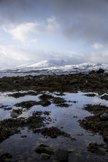 View of the rocky shoreline with seaweed and water reflections overlooking snow capped mountains under a cloudy sky in Kvaloya Troms Norway. View of the rocky shoreline with seaweed and water reflections overlooking snow capped mountains under a cloudy sky in Kvaloya Troms Norway.