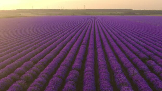 Aerial view of blooming lavender field at sunset Bulgaria. Aerial view of blooming lavender field at sunset Bulgaria.