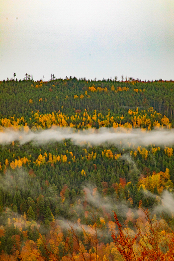 View of the Black Forest with vibrant autumn foliage and a layer of mist drifting through the dense trees under an overcast sky in Offenburg Baden Wurttemberg Germany. View of the Black Forest with vibrant autumn foliage and a layer of mist drifting through the dense trees under an overcast sky in Offenburg Baden Wurttemberg Germany.