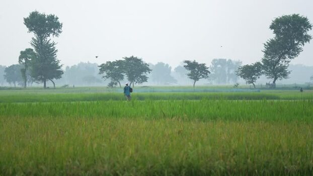 View of a farmer walking through green rice fields Bangladesh. View of a farmer walking through green rice fields Bangladesh.