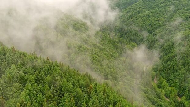 Aerial view of misty forest in Romania ROMANIA. Aerial view of misty forest in Romania ROMANIA.