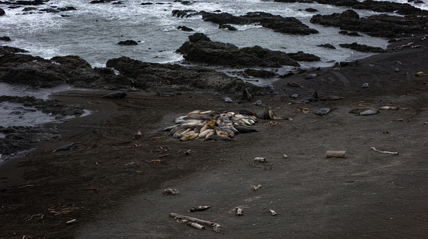 Aerial view of elephant seals huddling on a dark sand beach along the rocky shoreline with crashing waves and driftwood at the Lost Coast Humboldt County California United States.