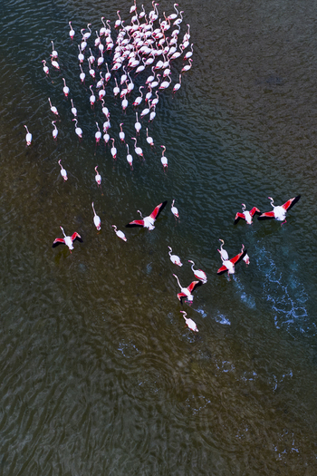 Aerial view of flamingos congregating in the waters of San Pedro del Pinatar their pink plumage a striking contrast against the dark water San Pedro del Pinatar Region of Murcia Spain. Aerial view of flamingos congregating in the waters of San Pedro del Pinatar their pink plumage a striking contrast against the dark water San Pedro del Pinatar Region of Murcia Spain.