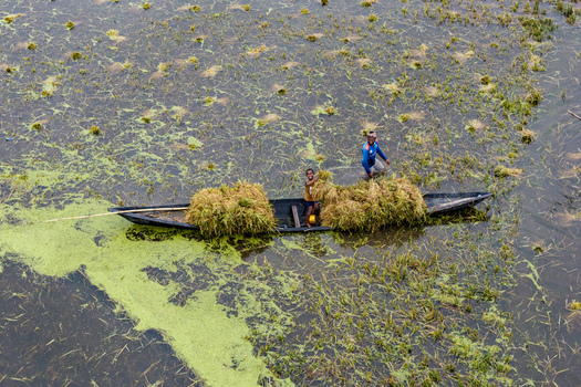 Itna Bangladesh 04 May 2026 Aerial view of two farmers harvesting rice in a wooden boat amidst flooded fields covered with green algae and aquatic vegetation. Itna Bangladesh 04 May 2026 Aerial view of two farmers harvesting rice in a wooden boat amidst flooded fields covered with green algae and aquatic vegetation.
