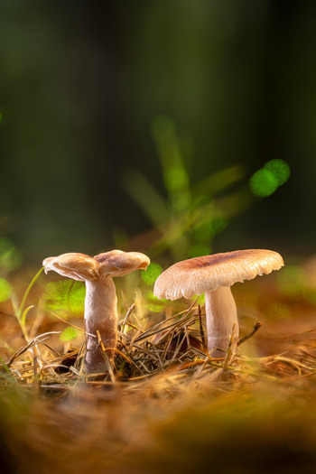 View of two pale mushrooms on a warm rust colored forest floor against a soft green bokeh background Kabupaten Soppeng South Sulawesi Indonesia.