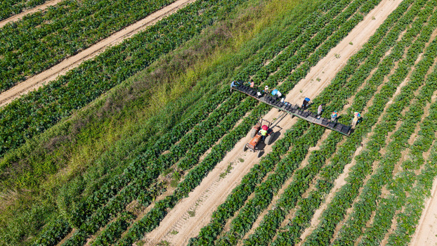 Aerial view of workers harvesting zucchini in a field using a tractor mounted conveyor system in San Giuliano Milanese Lombardy Italy. Aerial view of workers harvesting zucchini in a field using a tractor mounted conveyor system in San Giuliano Milanese Lombardy Italy.